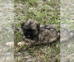Small Photo #3 Shih Tzu Puppy For Sale in NAYLOR, GA, USA