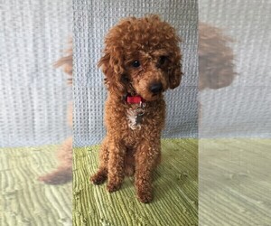 Father of the Cavapoo puppies born on 08/14/2025