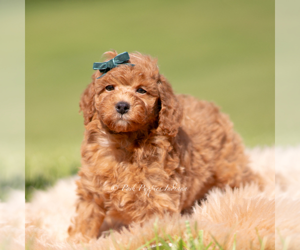 Medium Photo #111 Poodle (Miniature) Puppy For Sale in WARSAW, IN, USA