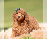 Small Photo #111 Poodle (Miniature) Puppy For Sale in WARSAW, IN, USA