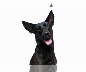 Forty - Female German Shepherd Dog-Unknown Mix Dog for Adoption - Photo #19