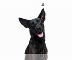 Small #18 German Shepherd Dog Mix