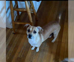 Chihuahua-Unknown Mix Dogs for adoption in Tarrytown, GA, USA