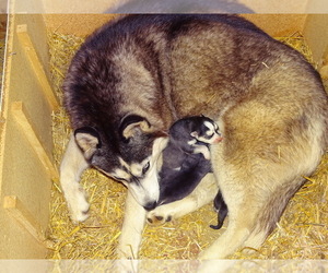 Mother of the Siberian Husky puppies born on 05/22/2026