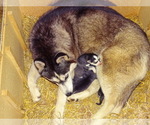 Small Photo #1 Siberian Husky Puppy For Sale in UNITY, WI, USA