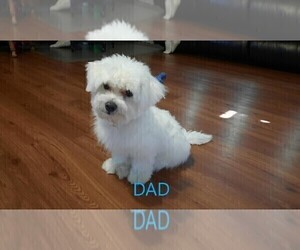 Father of the Maltipoo puppies born on 06/19/2025