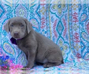 Labrador Retriever Puppy for sale in LANCASTER, PA, USA