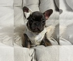 Small #5 French Bulldog