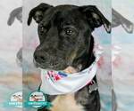 Small #1 Labrador Retriever Mix