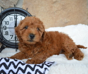 Shih-Poo Puppy for sale in HONEY BROOK, PA, USA