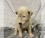 Small Great Pyrenees Mix