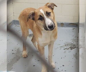 Siberian Husky-Unknown Mix Dogs for adoption in Anchorage, AK, USA