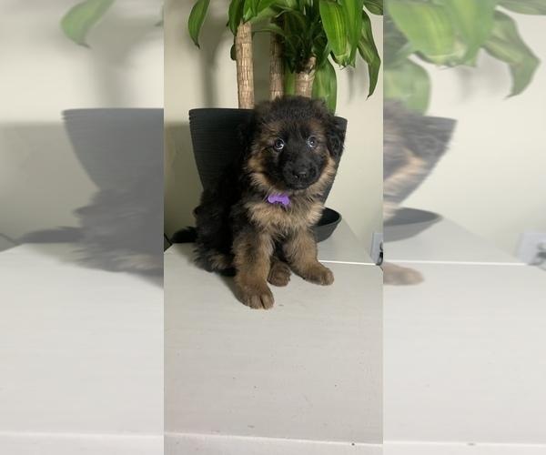 Medium Photo #2 German Shepherd Dog Puppy For Sale in GRANDVIEW, MO, USA
