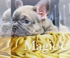 French Bulldog Puppy for sale in NORTHRIDGE, CA, USA