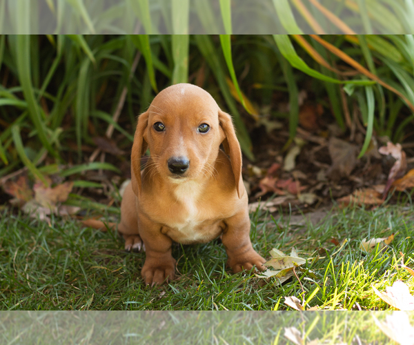 Medium Photo #2 Dachshund Puppy For Sale in WAKARUSA, IN, USA