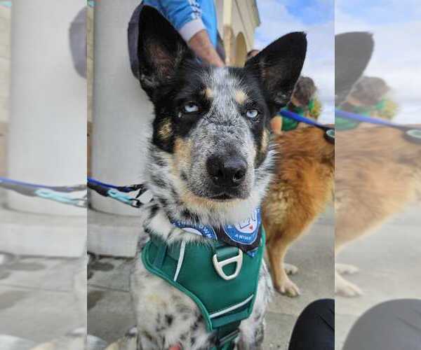 Medium Photo #18 Siberian Husky-Unknown Mix Puppy For Sale in Bethesda, MD, USA