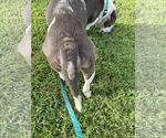 Small #2 American Pit Bull Terrier Mix