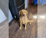 Small Photo #1 Golden Retriever Puppy For Sale in RAYWICK, KY, USA