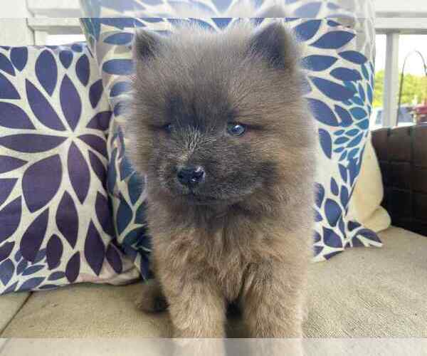 Medium Photo #4 Chow Chow Puppy For Sale in EFFINGHAM, SC, USA