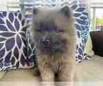 Small #3 Chow Chow