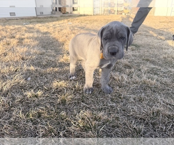 Medium Photo #16 Great Dane Puppy For Sale in OLATHE, CO, USA