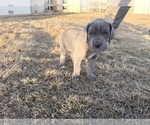 Small Photo #16 Great Dane Puppy For Sale in OLATHE, CO, USA