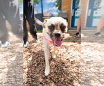 Small #1 Puggle