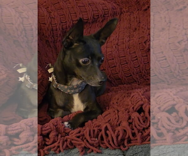 Medium Photo #2 Chihuahua Puppy For Sale in Rosenberg, TX, USA