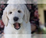 Small Photo #10 Labradoodle Puppy For Sale in MEDFORD, OR, USA