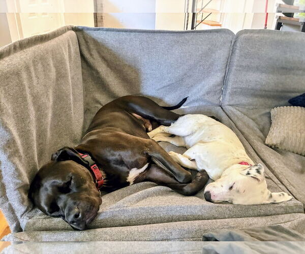 Medium Photo #4 Dogo Argentino-Unknown Mix Puppy For Sale in Rockaway, NJ, USA