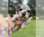 Small Photo #5 Aussiedoodle Puppy For Sale in ELMER, NJ, USA