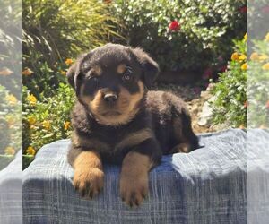 Rottweiler Puppy for sale in SHIPPENSBURG, PA, USA