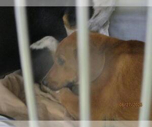Mutt Dogs for adoption in Oklahoma City, OK, USA