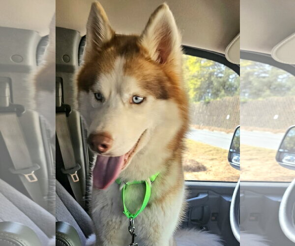 Medium Photo #3 Siberian Husky Puppy For Sale in Severn, MD, USA