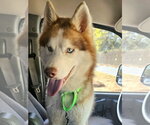 Small #2 Siberian Husky