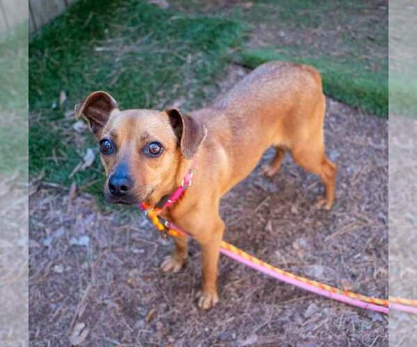 Medium Photo #4 Chihuahua-Unknown Mix Puppy For Sale in Kennesaw, GA, USA