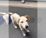 Small #3 Beagle Mix