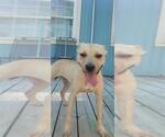 Small #10 American Pit Bull Terrier