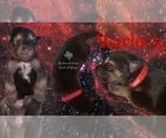 Small #9 Wolf Hybrid