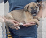 Small #2 American Staffordshire Terrier-Pomeranian Mix