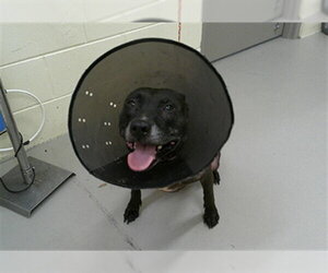 Labrador Retriever-Unknown Mix Dogs for adoption in Sanford, FL, USA