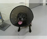 Small Labrador Retriever Mix