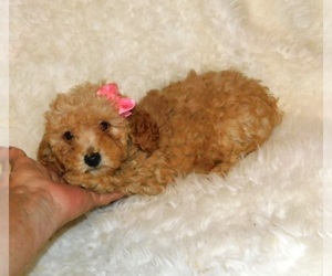 Poodle (Toy) Puppy for Sale in WARRENSBURG, Missouri USA