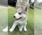 Small Photo #3 Siberian Husky Puppy For Sale in BRKN ARW, OK, USA