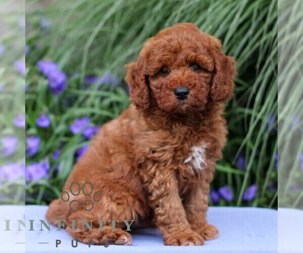 Medium Photo #4 Goldendoodle (Miniature) Puppy For Sale in EAST EARL, PA, USA