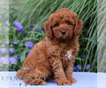 Small #3 Goldendoodle (Miniature)