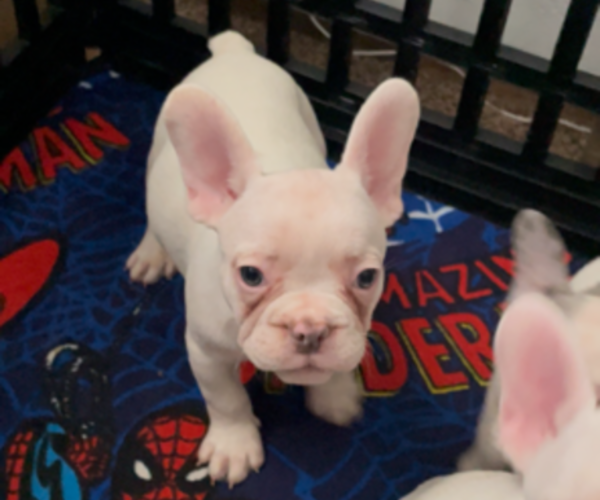 Medium Photo #4 French Bulldog Puppy For Sale in ANTIOCH, CA, USA