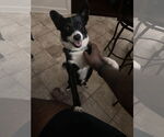 Small #3 Border Collie-Rat Terrier Mix