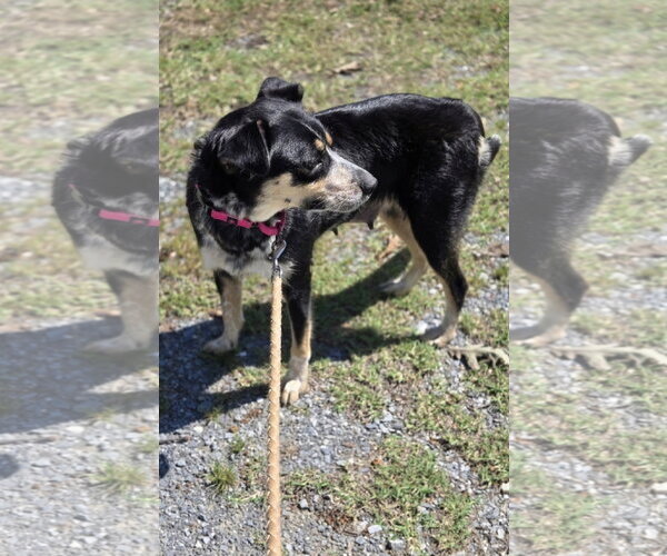 Medium Photo #8 Australian Shepherd-Unknown Mix Puppy For Sale in Rustburg, VA, USA