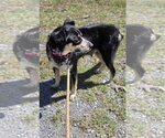 Small #7 Australian Shepherd Mix
